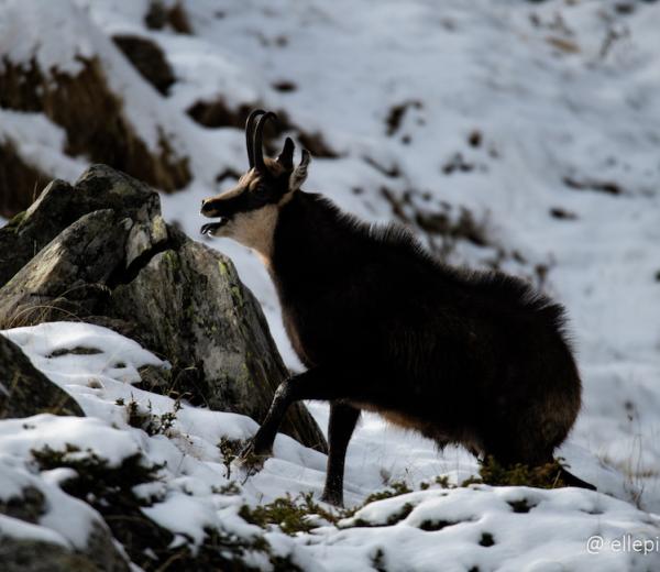 Osservare in punta di piedi la fauna del Parco Nazionale del Gran Paradiso