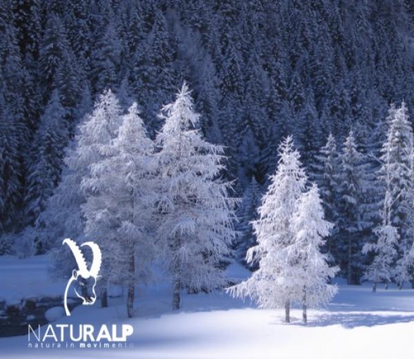 Gennaio sulla neve con NaturAlp
