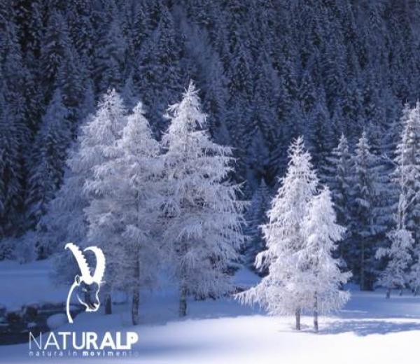  Dicembre sulla neve con NaturAlp