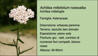 Scheda specie botanica Achillea millefolium roseoalba