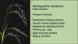 Scheda specie botanica Brachypodium sylvaticum