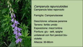 Scheda specie botanica Campanula rapunculoides