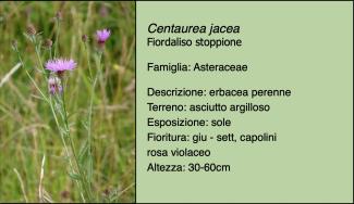 Scheda specie botanica Centaurea jacea