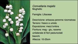 Scheda specie botanica Convallaria majalis