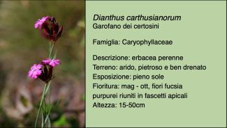 Scheda specie botanica Dianthus carthusianorum