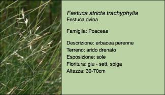 Scheda specie botanica Festuca stricta trachyphylla