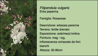Scheda specie botanica Filipendula vulgaris