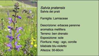 Scheda specie botanica Salvia pratensis