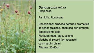Scheda specie botanica Sanguisorba minor