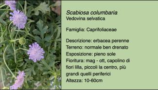 Scheda specie botanica Scabiosa columbaria