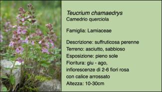 Scheda specie botanica Teucrium chamaedrys