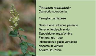 Scheda specie botanica Teucrium scorodonia